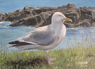 'Seagull' Oil painting of a seagull on acrylic primed grayboard by Matthew Allton