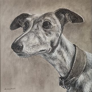 'Whippet' - Charcoal and pastel pencil drawing by Matthew Allton