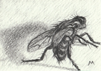 'Dead Fly' - Original ACEO pencil drawing by Matthew Allton