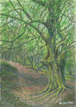 'Gnarled Beech Tree' - Gouache painting by Matthew Allton