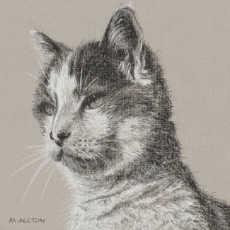 'Pebbles' - Charcoal and Pastel Pencil Drawing by Matthew Allton