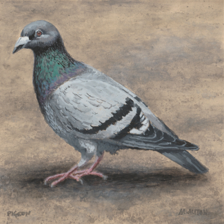 'Pigeon' - Gouache painting by Matthew Allton